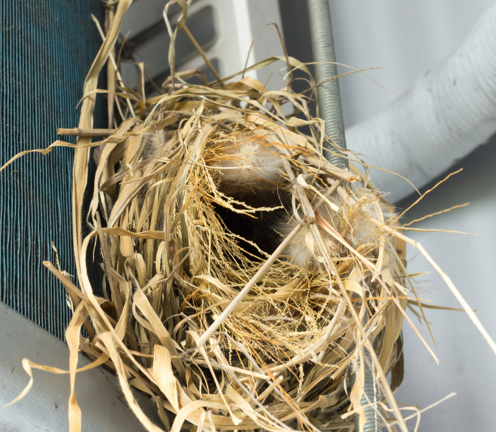 How Birds Can Affect Your Air Conditioning System | Air Conditioner Repair in Dallas, TX