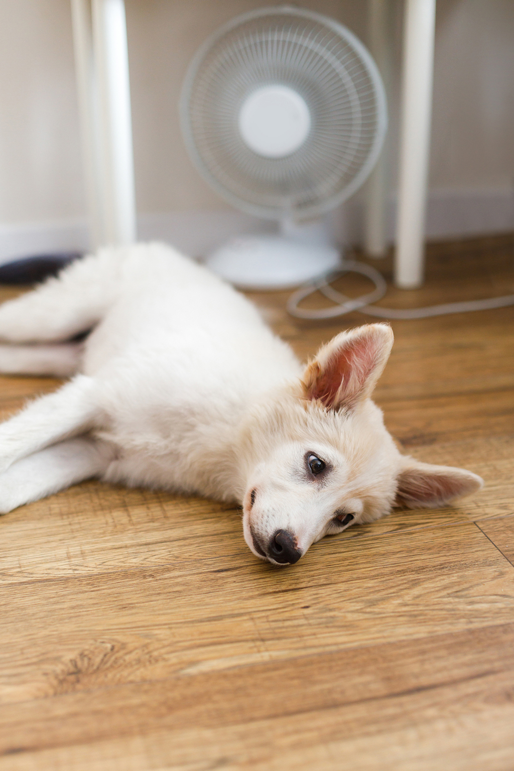 Why You Need Air Conditioner Repair | Rowlett, TX